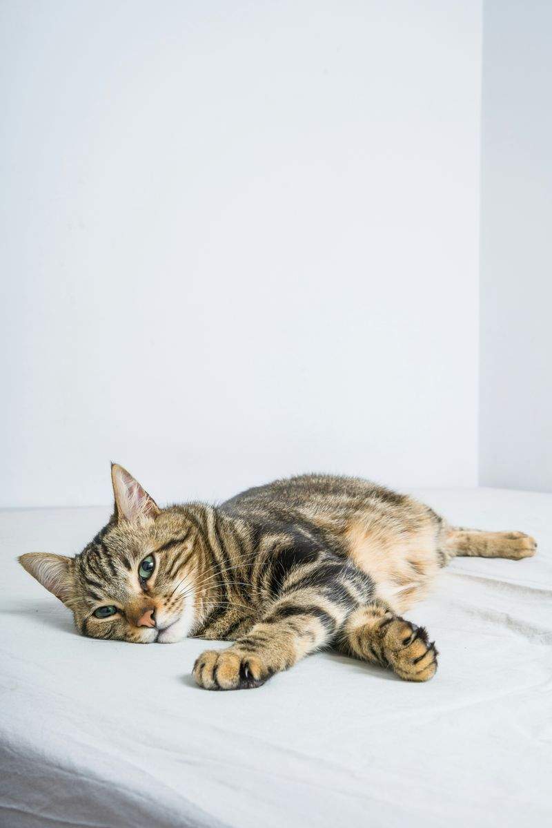 建立与猫咪之间的信任关系
